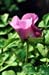 Rockii Peony: CHU KAI OU HE